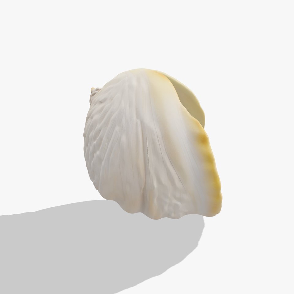 Realistic Seashell with Scalloped Edge model pack